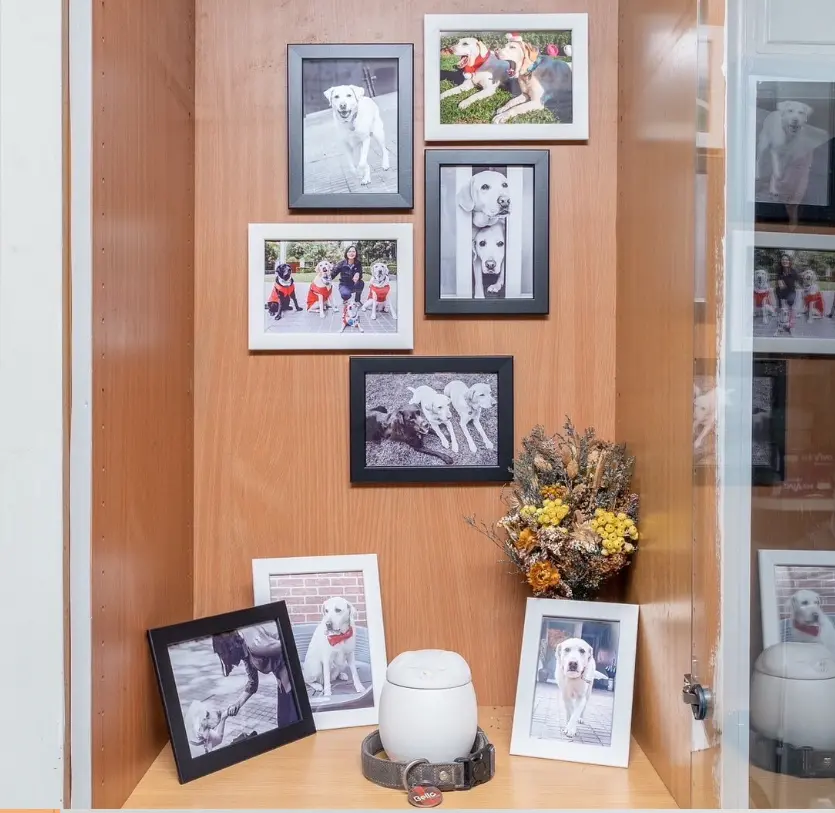 ▲蔡英文稍早在社群媒體透露，她領養的狗Bella前陣子在睡夢中安詳離開。（圖／蔡英文IG）