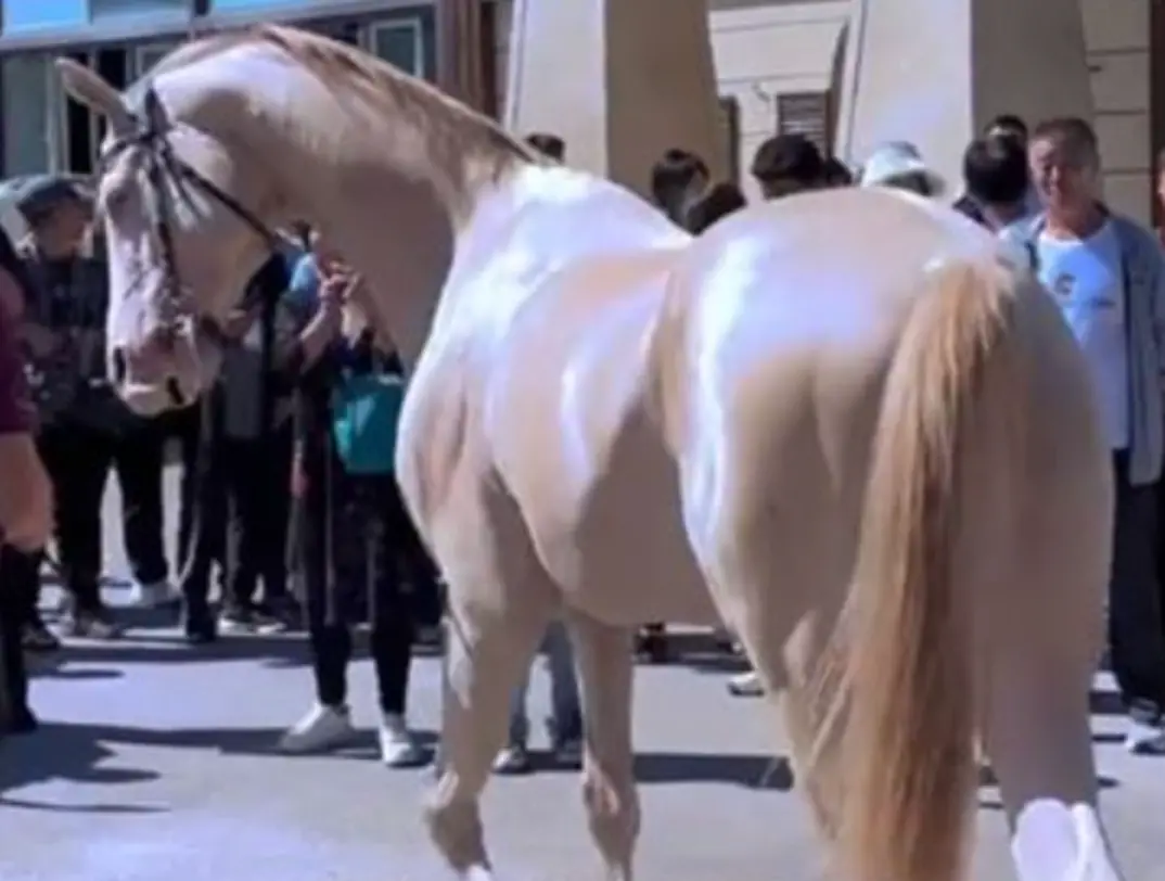 ▲中國大陸吉林省的一間馬場中，一匹在陽光下散發金光的馬兒掀起了網路轟動，因為牠就是傳說中的汗血寶馬。（圖／微博）