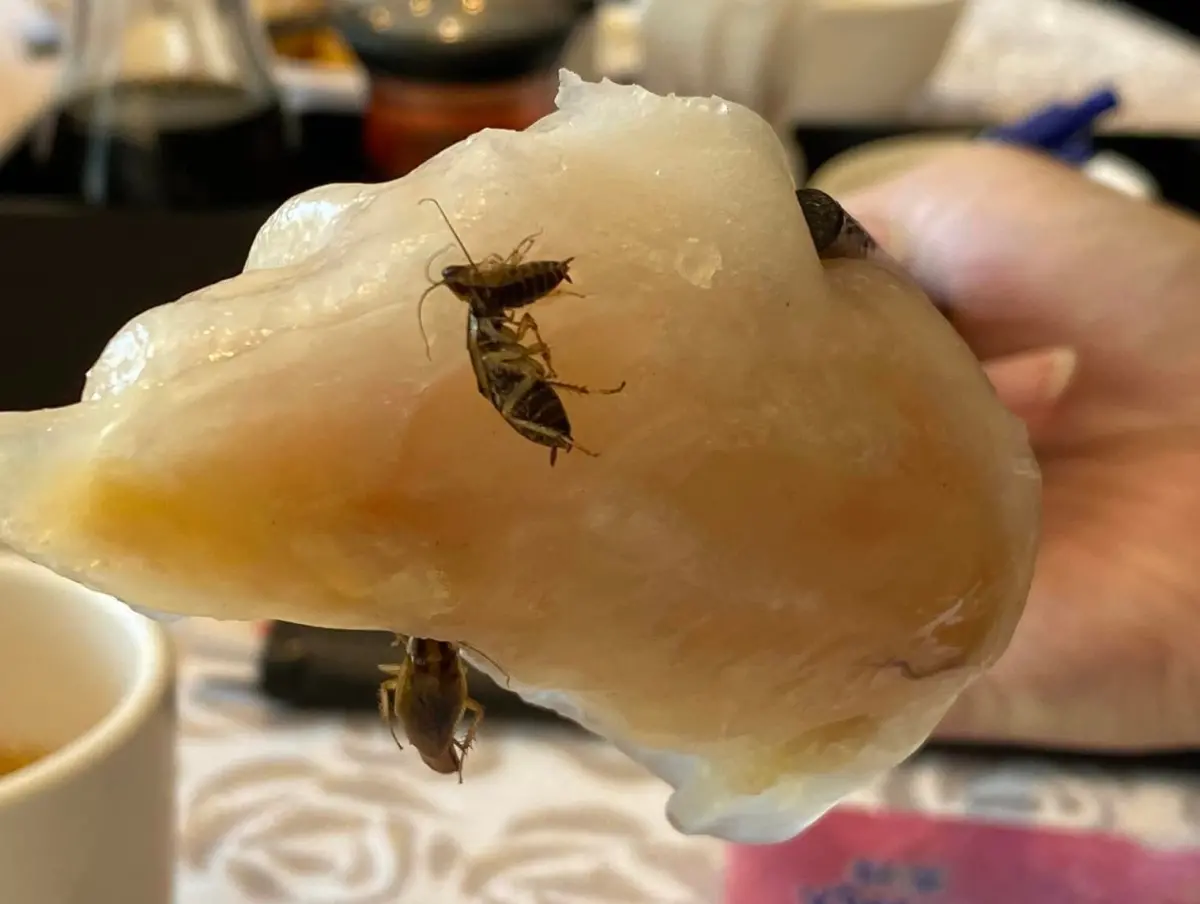 ▲有民眾爆料，一間知名港式茶飲店的餐點送上桌後，竟看到蝦餃底部黏了3隻蟑螂。（圖／《爆料公社》）