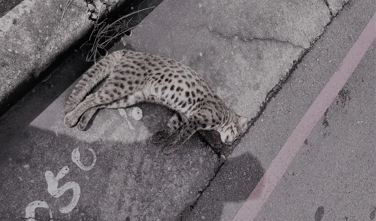 ▲一隻體格壯碩的公石虎，被發現陳屍在台中烏日高鐵站附近道路。圖已變色處理。（圖／林姓台中市民提供，2023.09.10）