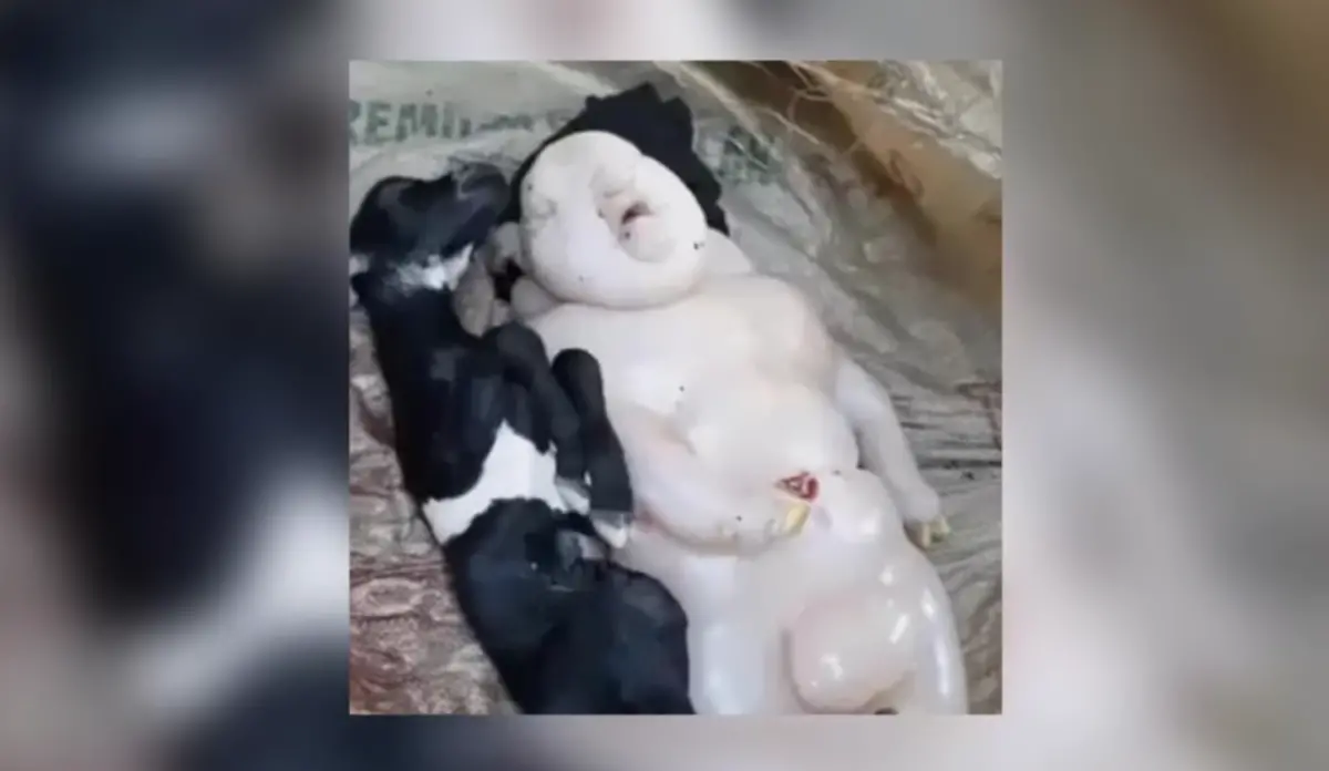 ▲菲律賓母羊產下一隻「半人半豬」的怪胎。（圖／翻攝自ViralPress）