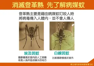 當蚊子叮了有登革熱病毒的病患,病毒就會在蚊子體內增殖,並具有「終身傳染病毒」的能力。(圖/疾管署提供) ▲當蚊子叮了有登革熱病毒的病患,病毒就會在蚊子體內增殖,並具有「終身傳染病毒」的能力。(圖/疾管署提供)
