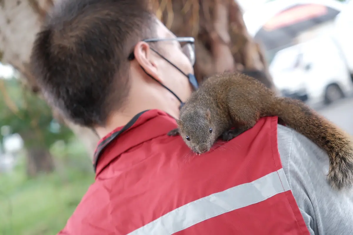 ▲新北動保員獲報前往公園樹下抓蛇，突有負傷年幼松鼠跳背上求救。（圖 ／新北市政府動保處提供）