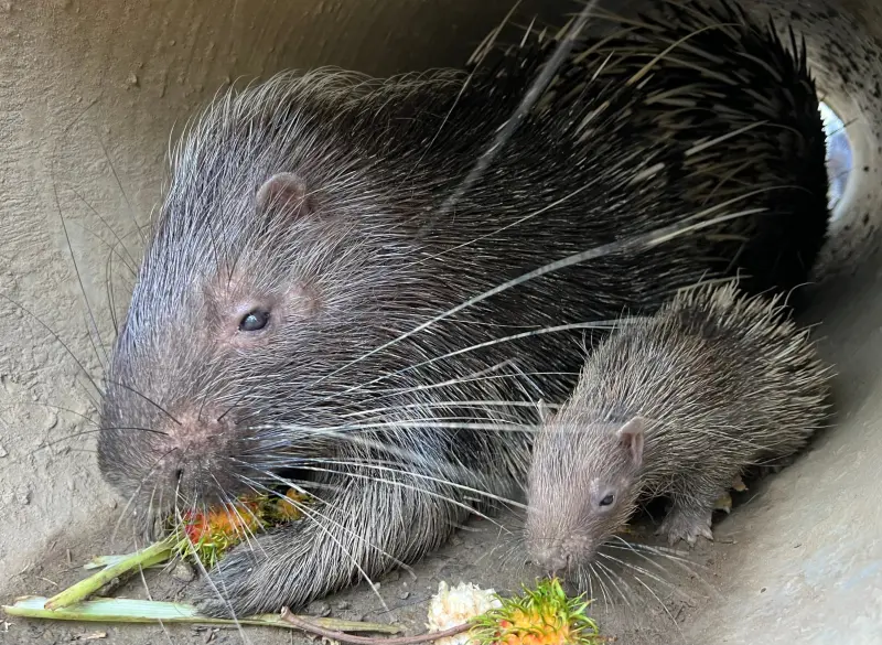 ▲新生冠豪豬「小芋頭」與媽媽一起進食。（圖／壽山動物園提供）