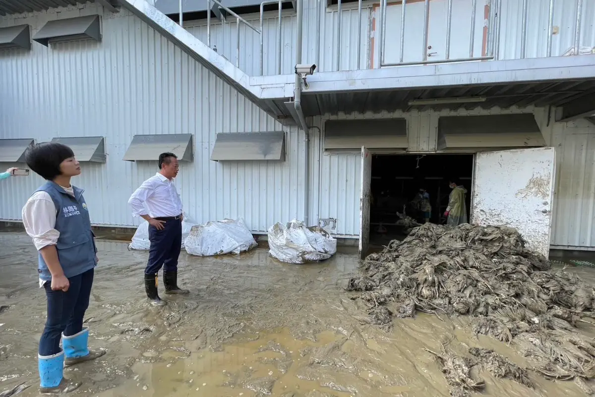 ▲嘉義在10日降下豪雨，導致多處地區積水，更造成一對夫妻受困車內不幸溺斃，赤蘭溪水暴漲，週邊的養雞場更傳出有6萬隻雞全遭洪水溺斃。（圖／翻攝翁章梁臉書）