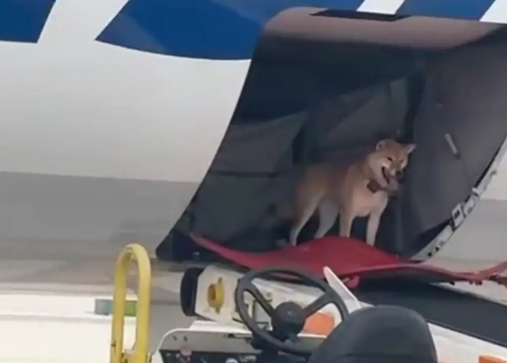 ▲國外就有位飼主帶著家中柴柴出門搭飛機旅行，沒想到飛機降落，貨艙打開的那瞬間，竟讓在場所有人都只能無奈苦笑！（圖／tiktok@johnkrajewski）