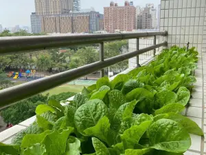 ▲「教室窗外就是農田」讓師生將教室前的花圃改闢為菜圃。(圖/新上國小提供) ▲「教室窗外就是農田」讓師生將教室前的花圃改闢為菜圃。(圖/新上國小提供)