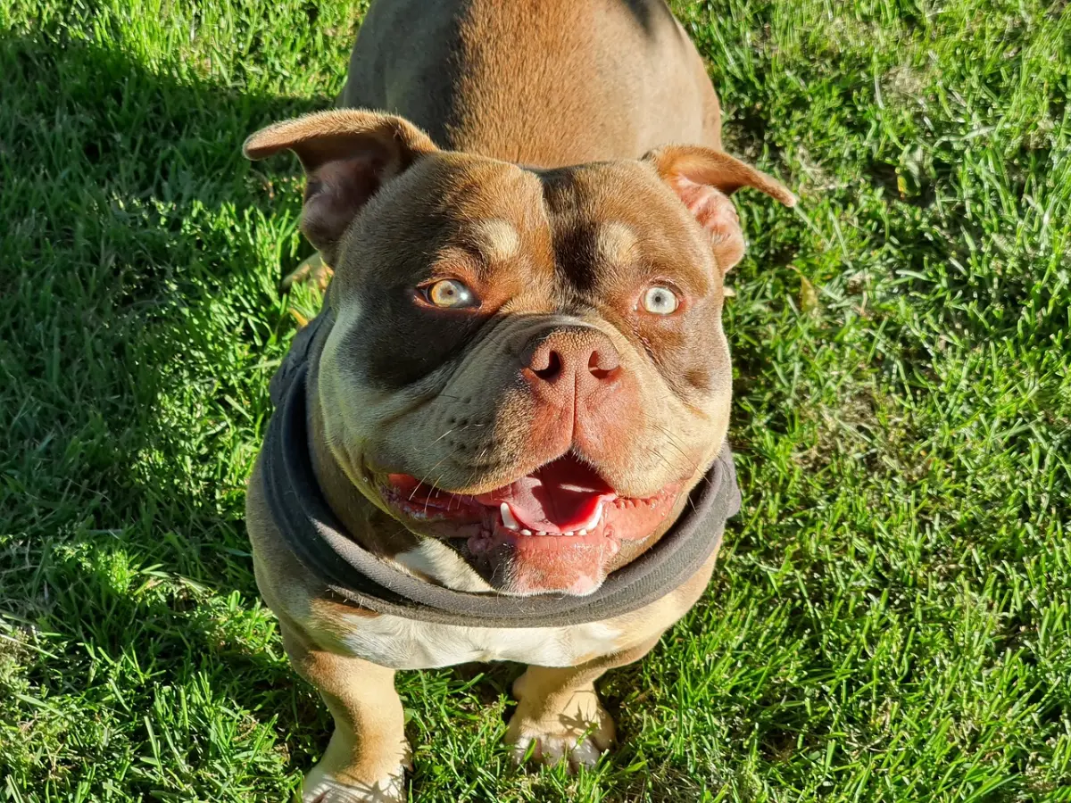 ▲英國近期連續發生美國大型惡霸犬（American XL Bully）攻擊事件，英國首相蘇納克（Rishi Sunak）今日宣布，將修訂法律禁止飼養美國大型惡霸犬，預計年底前正式通過實施。（示意圖／翻攝自Pixabay）