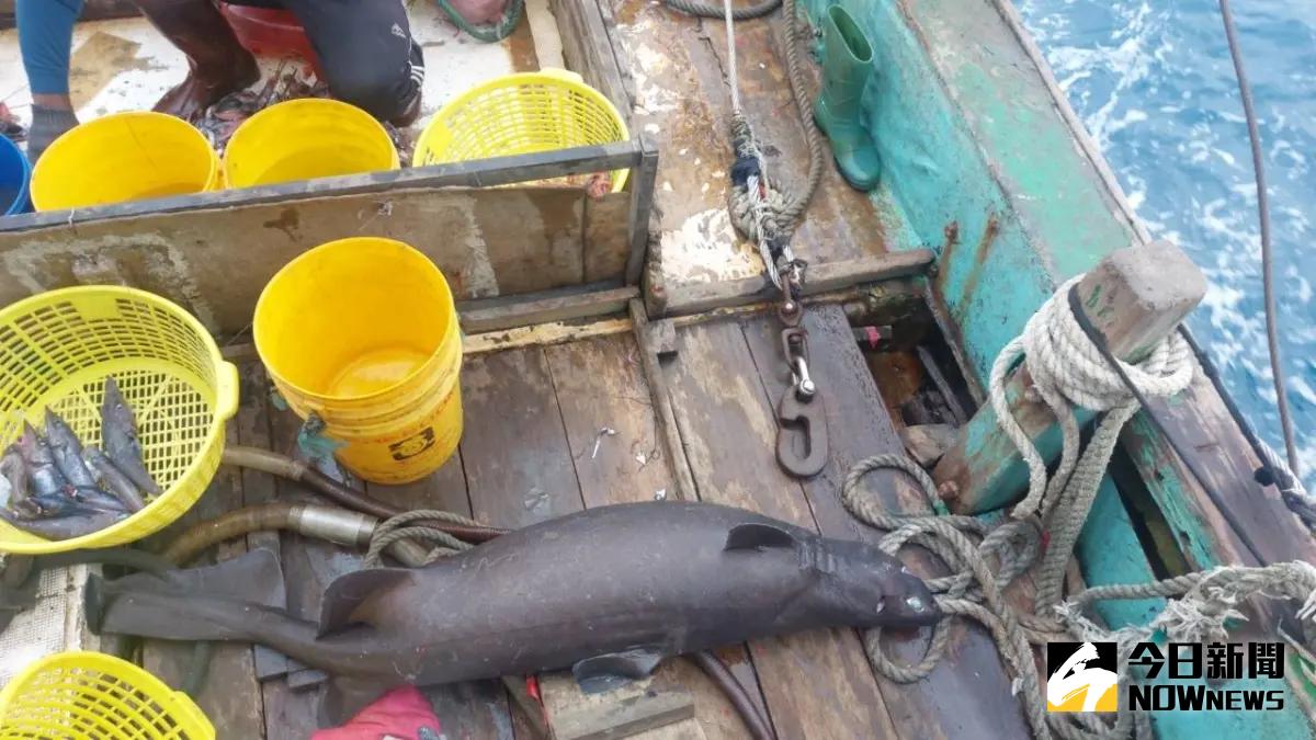 ▲南方澳漁民日（11）前捕獲有深海「發光巨鯊」之稱的鎧鯊，體長約154公分、50公斤重，令人遺憾的是牠腹中有18隻小寶寶來不及出世。（圖／台灣海洋藝術館提供）