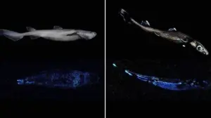 ▲紐西蘭研究團隊發現3種會「生物發光」的深海鯊魚，包括鎧鯊、烏鯊與南方烏鯊。鯊魚發光的下腹部可能有助於躲避掠食者和下方的其他威脅。（圖／取自《海洋科學前沿》期刊）