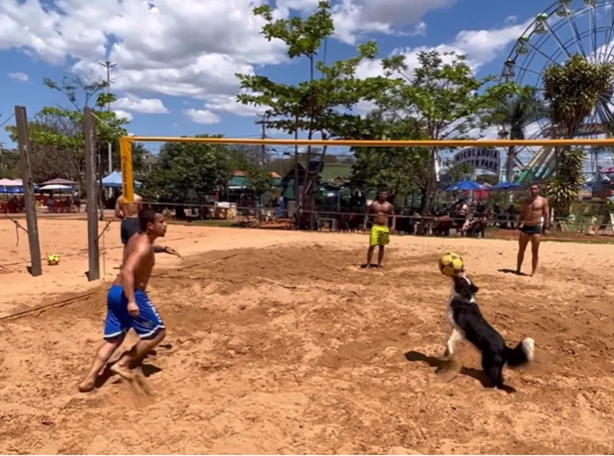 ▲狗狗不光是人類最忠實的夥伴，竟然還可以成為最強對手！（圖／IG@dog_altinha）