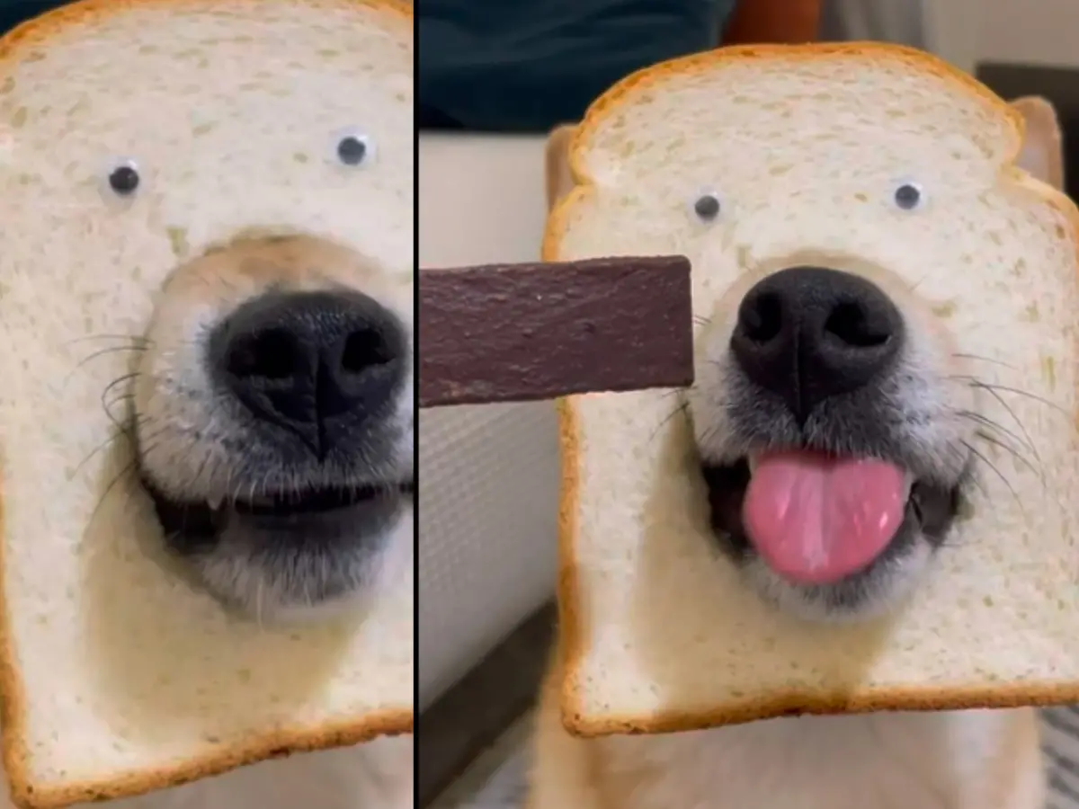 ▲真實版Emoji Kitchen！一名飼主將吐司挖洞，套上自己柴犬的嘴巴，還拿肉條逗牠，可愛模樣讓網友笑到噴淚。（圖／翻攝Dcard）