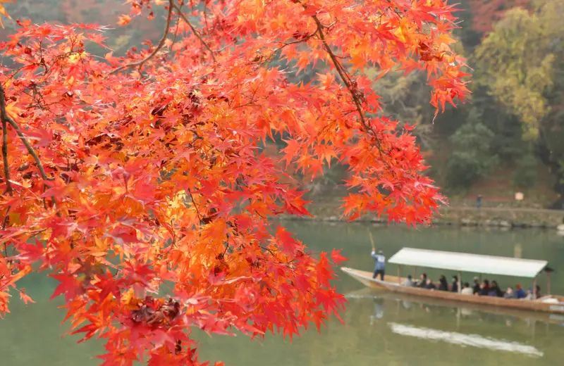 ▲日本京都嵐山即將迎來賞楓季節。（圖／美聯社／達志影像）