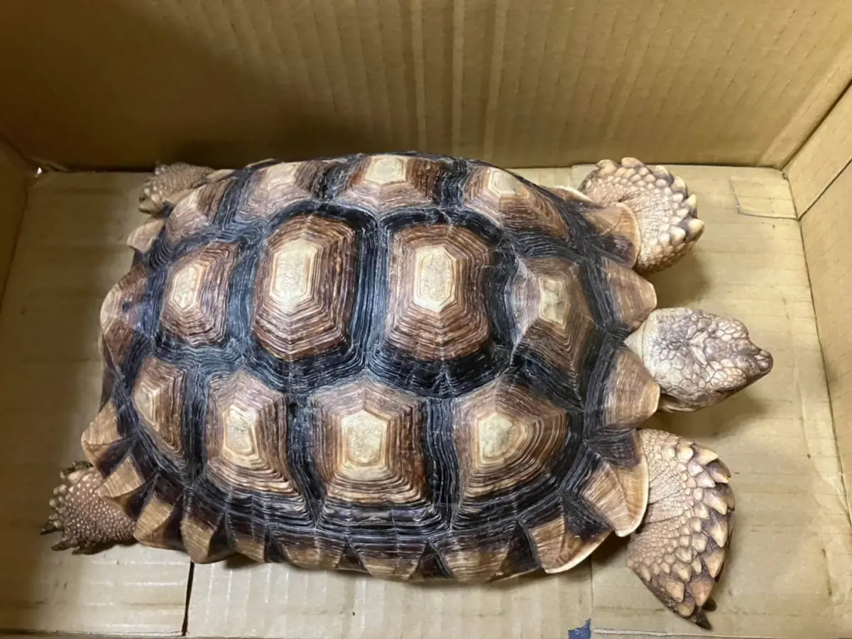 ▲楊姓女子飼養的蘇卡達象龜，日前趁著家人開門不注意時偷溜外出逛大街，路過的貨車司機發現後將象龜救起送到派出所求助。（圖／大園分局提供）