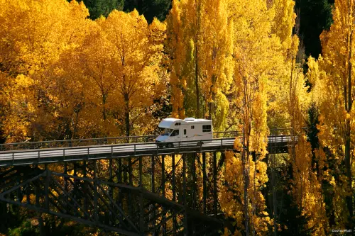 ▲金黃美景的奧塔哥。（圖／紐西蘭觀光局提供）