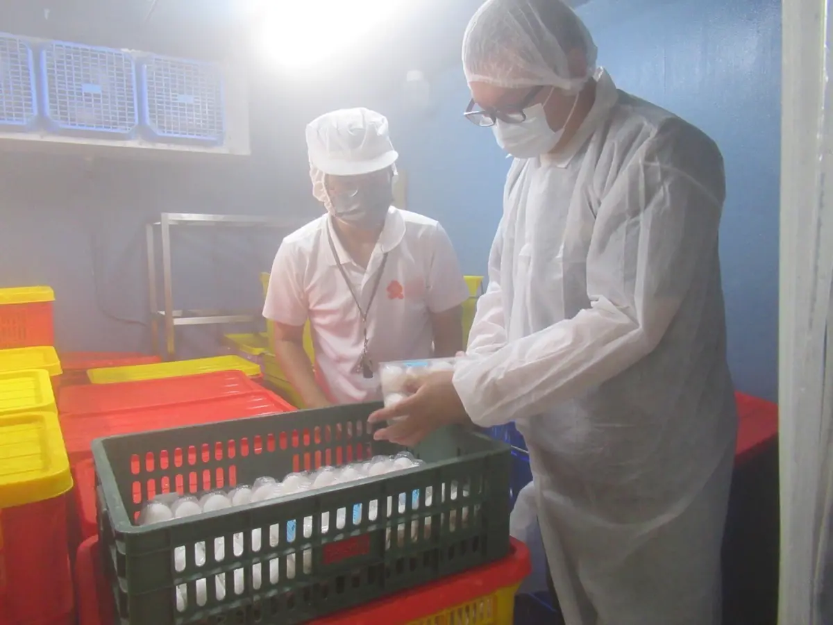 ▲新北市政府衛生局稽查團膳業者使用蛋類食材情形。（圖 ／新北市政府衛生局提供）