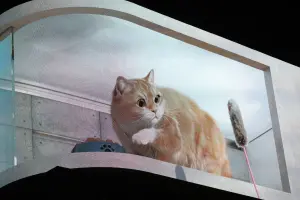 基隆新打卡點！超萌胖橘貓3D螢幕原來在這　台北白晝之夜10/7開跑
