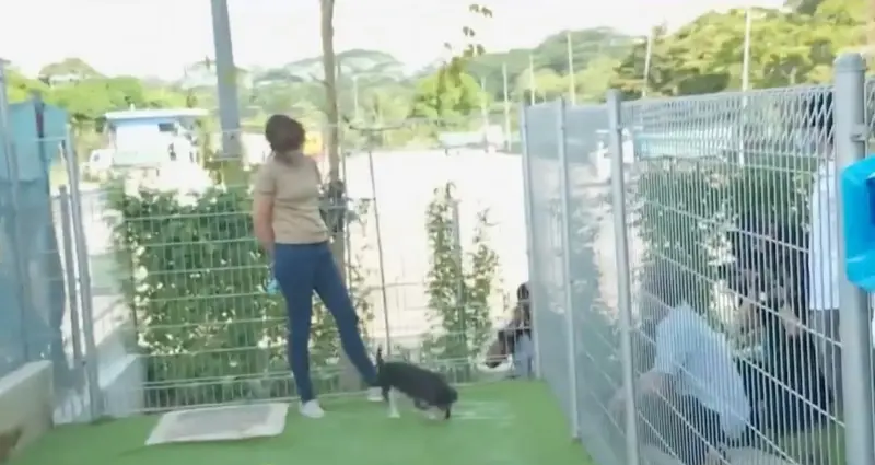▲新加坡寵物入境隔離中心的犬隻隔離區，可讓飼主在草地上探視愛犬。（圖片／取自新加坡CNA）