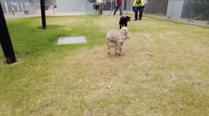 澳洲犬貓入境隔離設施的工作人員會帶隔離犬隻到戶外玩耍。 ▲澳洲犬貓入境隔離設施的工作人員會帶隔離犬隻到戶外玩耍。(圖/澳洲隔離中心影片)