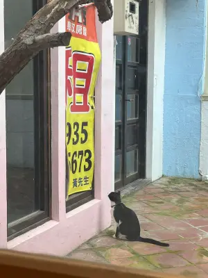 ▲在這張照片中，賓士貓貓像極了租屋族，在看著招租廣告。（圖／網友陳子皓授權使用）