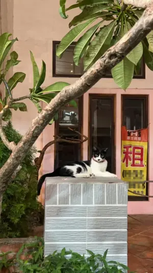 ▲一位民眾拍下另一個角度的照片,結果賓士貓瞬間看起來變成房東,在等租客上門。(圖/網友Angela Kang授權使用) ▲一位民眾拍下另一個角度的照片,結果賓士貓瞬間看起來變成房東,在等租客上門。(圖/網友Angela Kang授權使用)