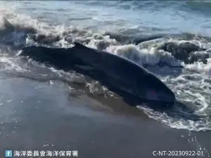新北八里紅海灘岸際驚見擱淺小抹香鯨 海保署MARN團隊救援中