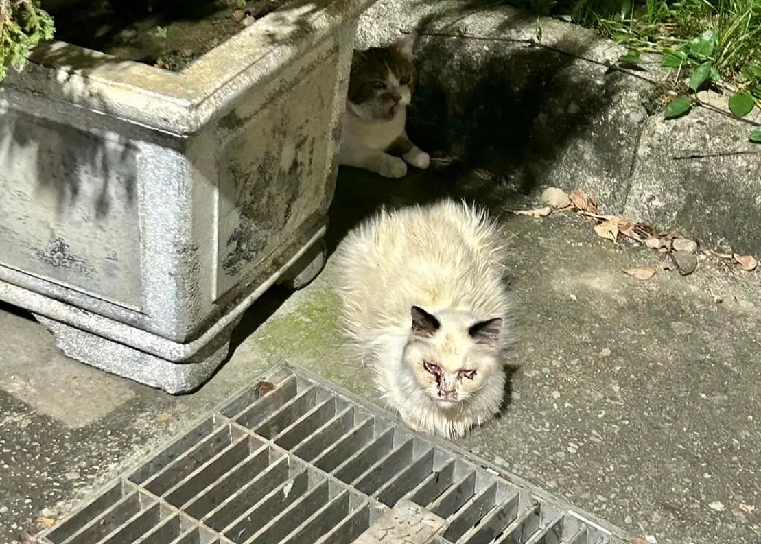 ▲昨（21）日在新竹市香山區的浸水街，竟然出現好幾隻品種貓在路邊逃竄。（圖／邵柏森-虎哥救援大小事授權使用）