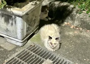 新竹香山驚見「超多隻品種貓」路邊亂竄！居民不捨：看到好幾天了
