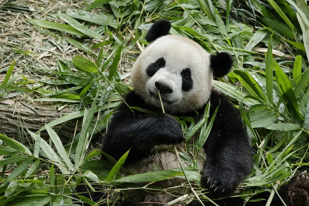 ▲首隻在新加坡出生的大貓熊寶寶「叻叻」滿2歲後，預計年底返回中國。（圖／萬態保育集團提供 中央社記者侯姿瑩新加坡傳真 112年9月22日）