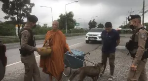 泰國假和尚虐待動物遭逮捕　哈士奇被迫拉車、頸部緊勒呼吸困難！
