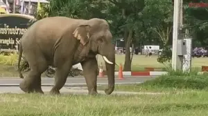 嚇傻了！泰國小學升旗典禮大象也來凑一腳　師生倉惶而逃
