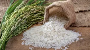 進口白米價格大漲36%！大馬人瘋搶本地米　上架不到一小時全搶光
