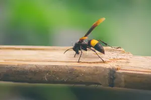 虎頭蜂繁殖期到！日本一年20人遭「蜂吻」死亡　醫生曝緊急處理法

