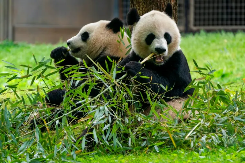 ▲美國華府史密森尼國家動物園（Smithsonian's National Zoo）飼養的3隻大貓熊，計劃在12月初返回中國。（圖／美聯社／達志影像）