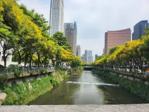 台灣欒樹金黃色花海超吸睛 中市賞樹景點