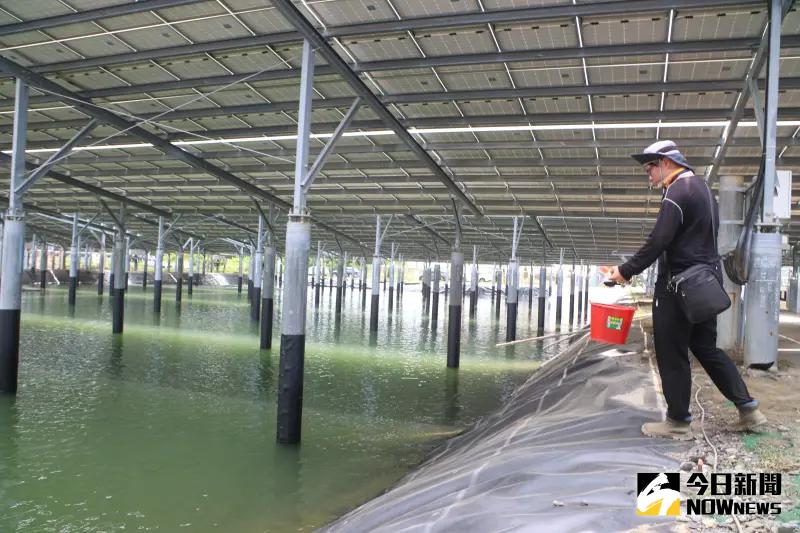 ▲大亞指出，估計在志光七股漁電共生85MW案場中，年預估漁貨產量將達500噸，其中包含蛤蠣、烏魚、石斑魚、虱目魚等。（圖／攝影記者陳明中）