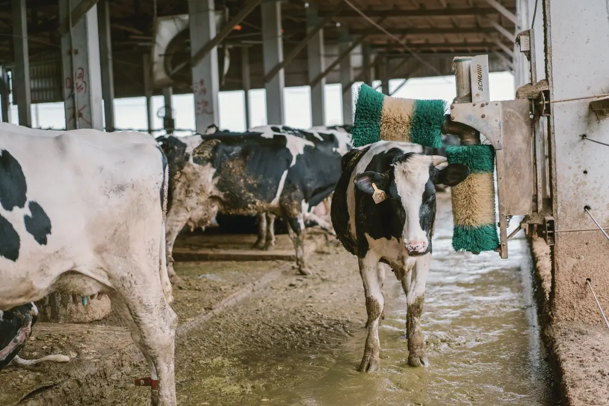 ▲「最狂員餐」普橘島出任務，開箱彰化AI乳牛牧場，有乳牛界「不求人」幫牛隻刷背，還有自動刮糞機、餵食機器人。（圖／鮮乳坊）