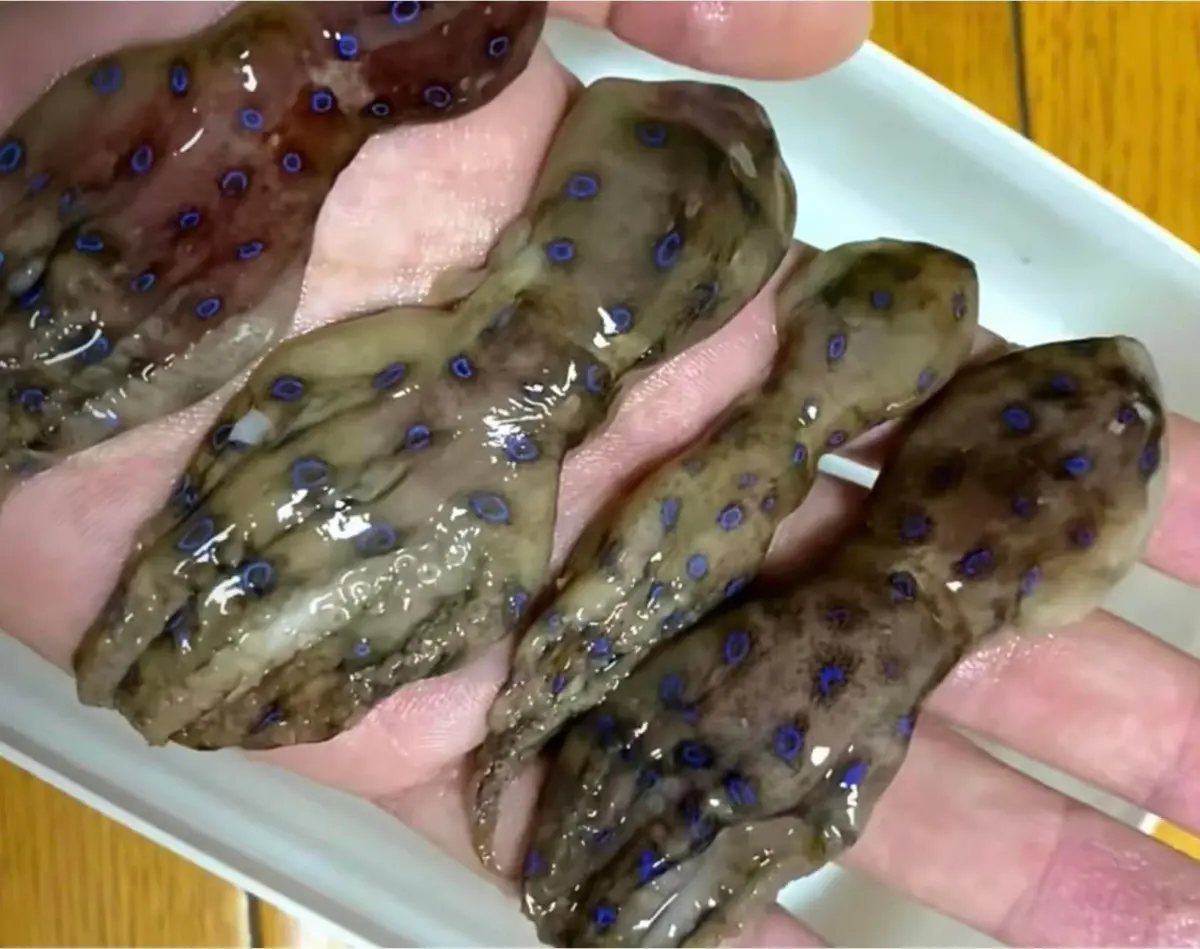 ▲近期有民眾在臉書社團發出一張照片，手捧著4隻長著「藍色花紋的章魚」，但其實牠可是擁有超猛毒素的藍環章魚。（圖／《爆廢公社》）