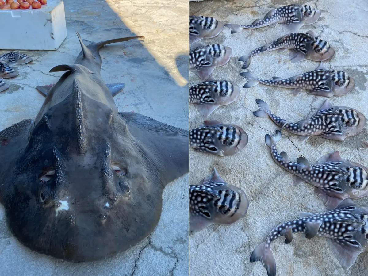 ▲宜蘭南方澳漁民24日捕獲極危物種、俗稱「飯匙鯊」的波口鱟頭鱝，台灣海洋藝術館進行標本前置作業前，發現牠腹中有11隻來不及出世的寶寶。（圖／台灣海洋藝術館提供）