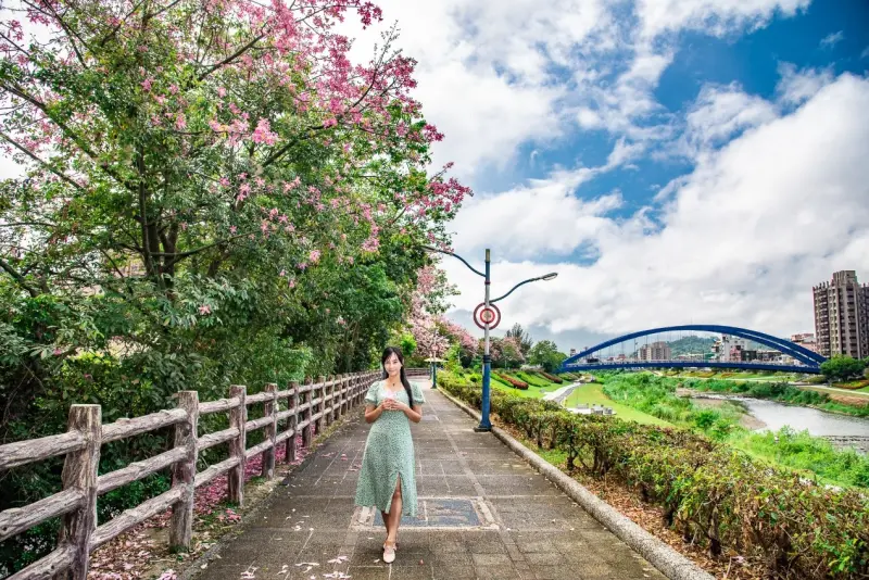 ▲三峽河畔旁的美人樹粉紅色花海，成為市區必拍的浪漫美景之一。（圖 ／新北市政府水利局提供）