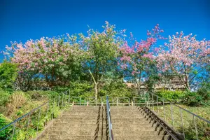 ▲美人樹粉紅色花朵掛滿樹冠，花姿艷麗，神似櫻花，故有秋日「美人櫻」之稱。（圖 ／新北市政府水利局提供）