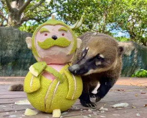 長鼻浣熊依偎在吳剛身旁嗅柚香。(圖/壽山動物園提供) ▲長鼻浣熊依偎在吳剛身旁嗅柚香。(圖/壽山動物園提供)