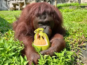紅毛猩猩「咪咪」手捧蝴蝶結柚籃。(圖/壽山動物園提供) ▲紅毛猩猩「咪咪」手捧蝴蝶結柚籃。(圖/壽山動物園提供)