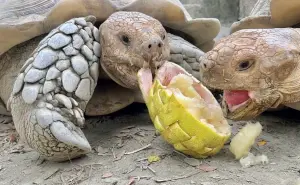 ▲象龜輪流啃食竹編風的柚籃。（圖／壽山動物園提供）