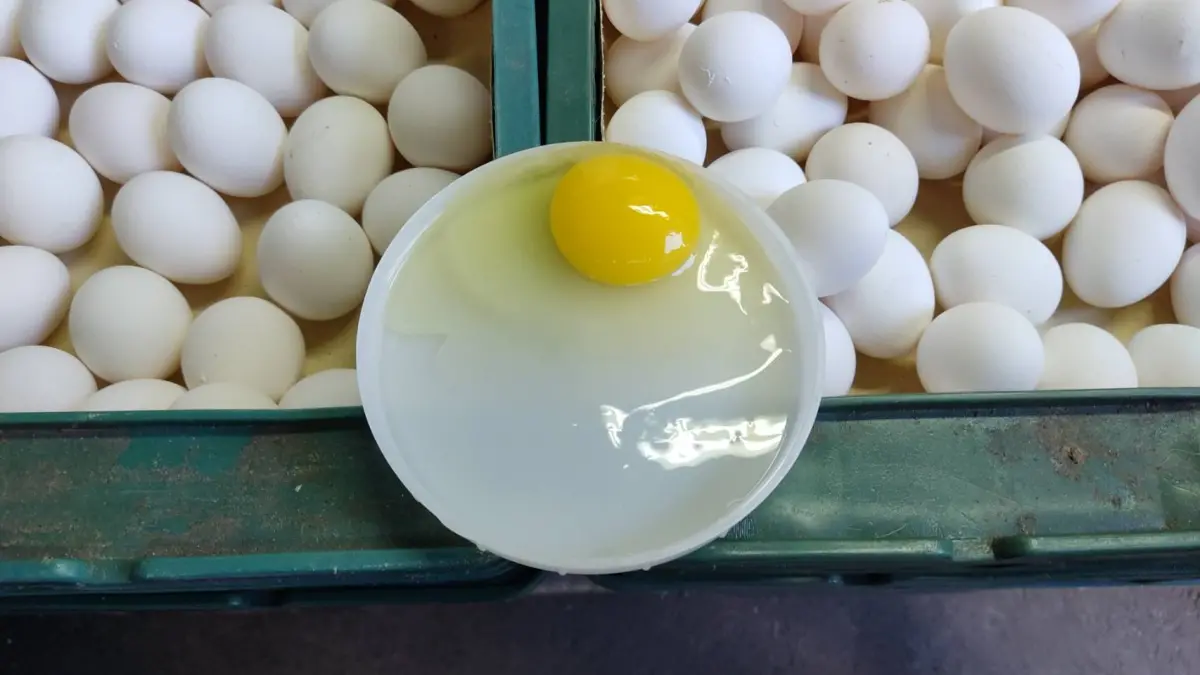 ▲台北市前往稽查蛋品業者。（圖／台北市衛生局提供）