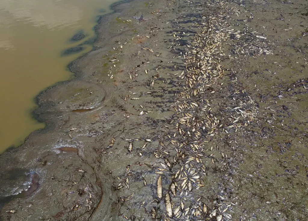 ▲巴西亞馬遜（Brazilian Amazon）地區遭逢歷史性乾旱，湖水溫度創歷史新高，部分水域甚至測得超過攝氏39度高溫。（圖／美聯社／達志影像）