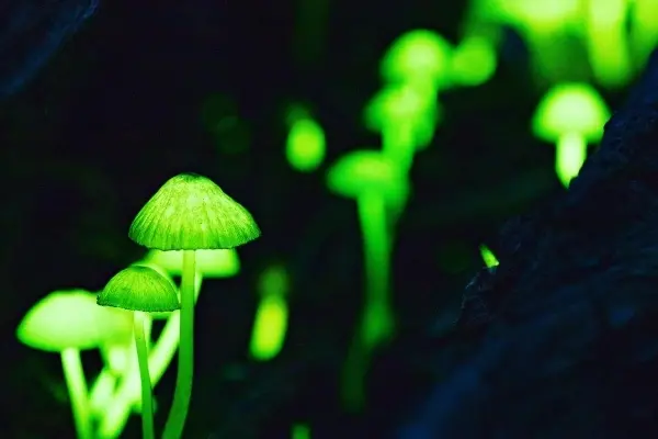 ▲日本一位植物生理學教授，將發光蘑菇的基因植入樹中，研發出「發光樹」。圖為發光蘑菇。（圖／翻攝自八丈島觀光協會官網）
