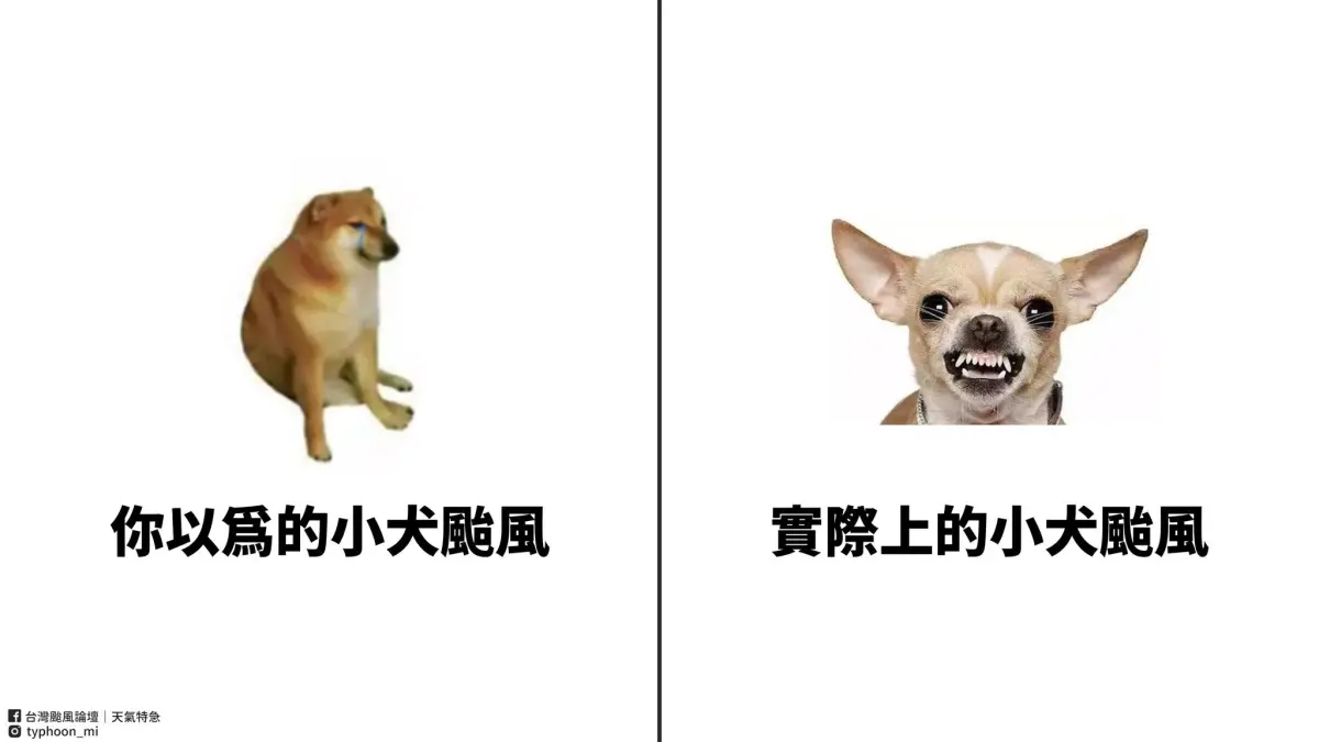 ▲小犬颱風持續逼近南台灣，氣象粉專「台灣颱風論壇｜天氣特急」發出迷因梗圖，表示小犬颱風兇悍起來，如同生氣的吉娃娃。（圖／取自粉專「台灣颱風論壇｜天氣特急」）