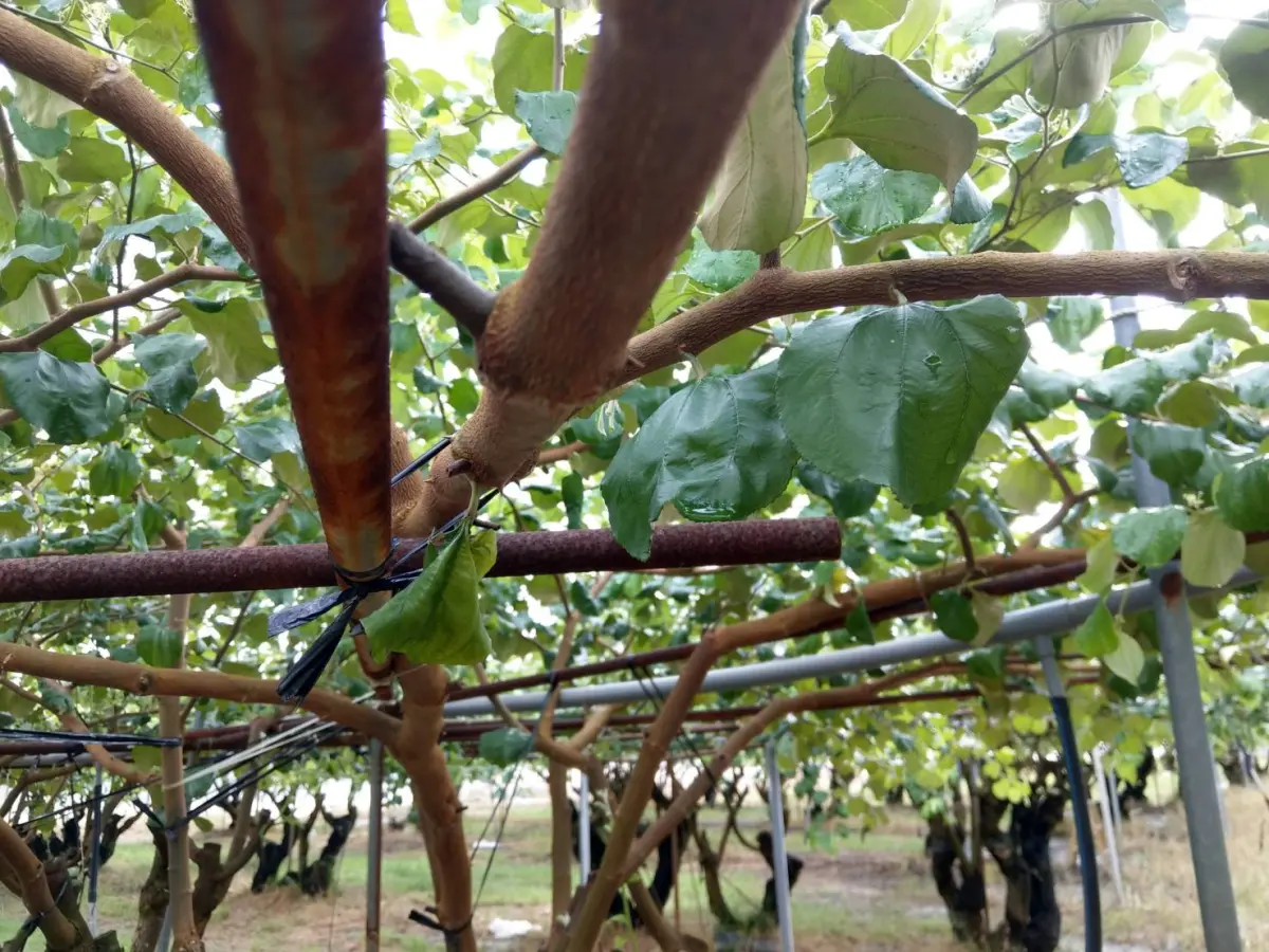 ▲小犬颱風接近農業局提醒農友相關農業設施應加強固定，如木瓜或正值開花結果期棗園請多加留意。(圖／高市府農業局提供)