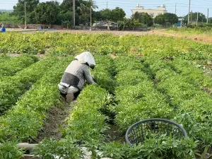 ▲適逢收穫期之蔬菜及番石榴，香蕉及木瓜等果品，已屆採收期請儘速採收；農業設施應加強固定且儘速採收。(圖／高市府農業局提供)